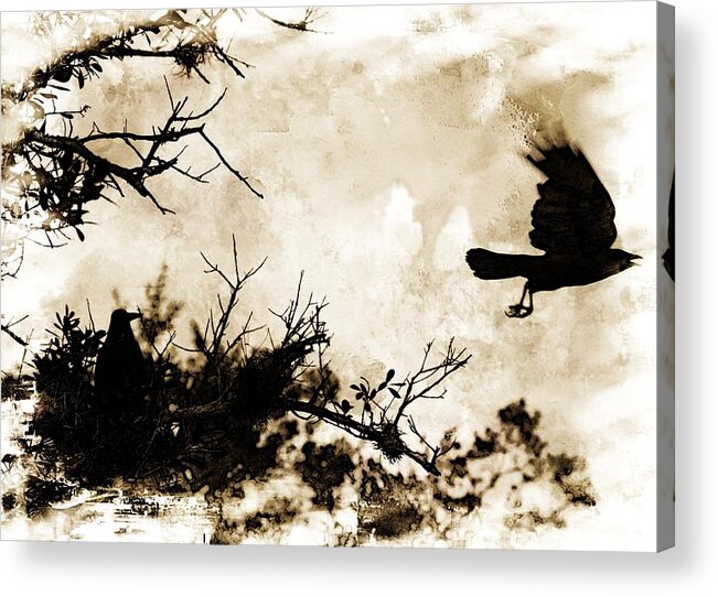 Crow Acrylic Print featuring the photograph As the crow flies by Stoney Lawrentz