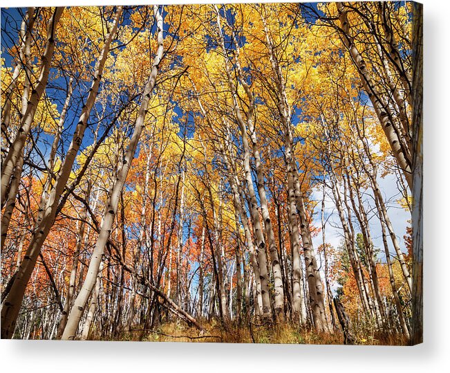 Aspen Trees Acrylic Print featuring the photograph Aspen grove with peak autumn color by Vishwanath Bhat