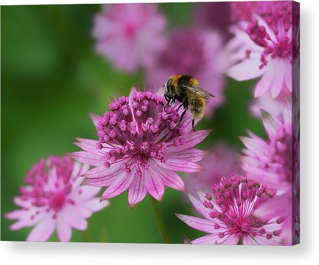 Nature Acrylic Print featuring the photograph Pollination by Shirley Mitchell