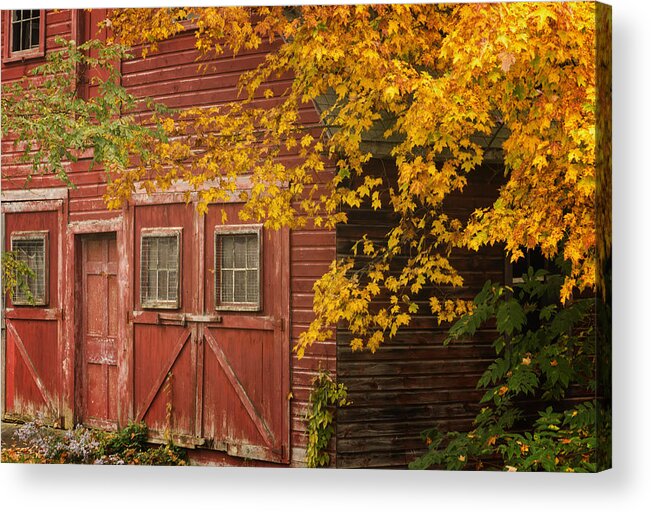 Putney Vermont Acrylic Print featuring the photograph Autumn Barn by Tom Singleton