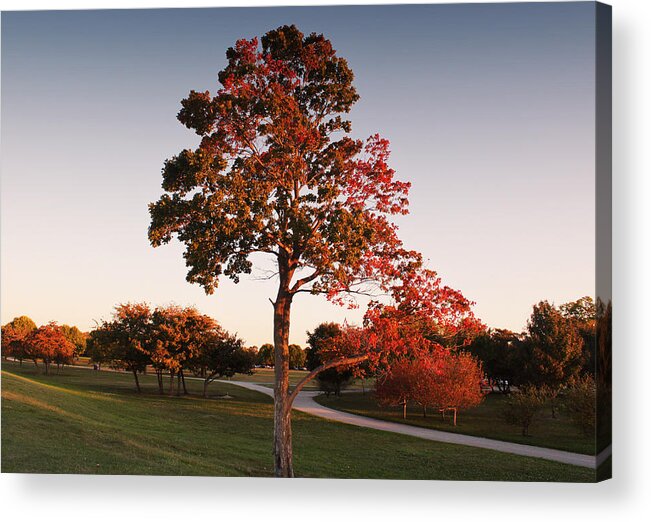 Autumn Acrylic Print featuring the photograph Autumn Beauty by Milena Ilieva