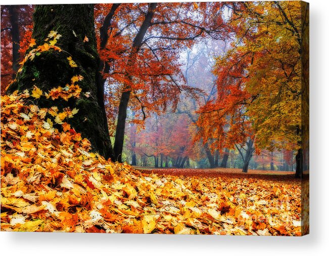 Autumn Acrylic Print featuring the photograph Autumn In The Woodland by Hannes Cmarits