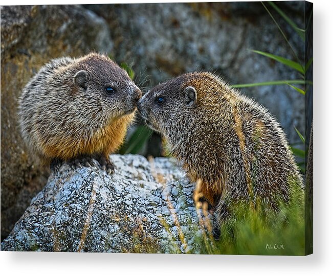 Baby Animals Acrylic Print featuring the photograph Baby Groundhogs Kissing by Bob Orsillo