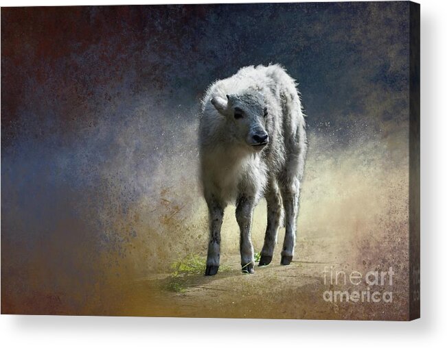 Yak Acrylic Print featuring the photograph Baby Yak by Eva Lechner