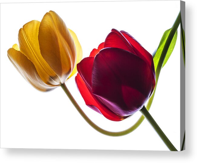 Tulip Acrylic Print featuring the photograph Backlit red and yellow tulip on white by Vishwanath Bhat