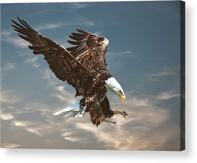 Bald Eagle Acrylic Print featuring the photograph Bald eagle swooping by Brian Tarr