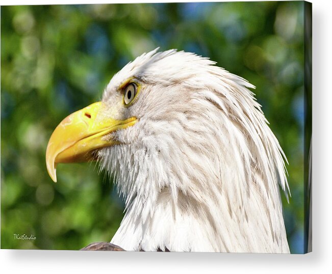 Bald Eagle Acrylic Print featuring the photograph Bald Eagle by Tim Kathka