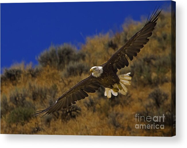 Haliaeetus Leucocphalus Acrylic Print featuring the photograph Bald Eagle Wing Spread-Signed by J L Woody Wooden