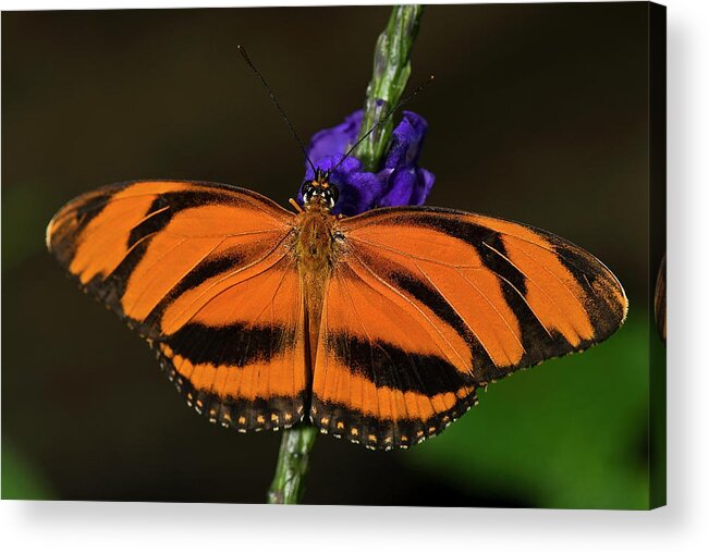 Banded Orange Butterfly Acrylic Print featuring the photograph Banded Orange Butterfly by JT Lewis