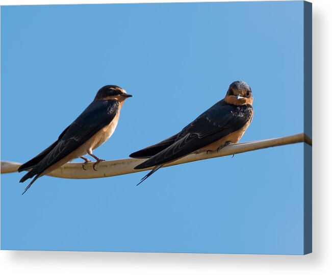 Barn Swallows Acrylic Print featuring the photograph Barn Swallows by Holden The Moment
