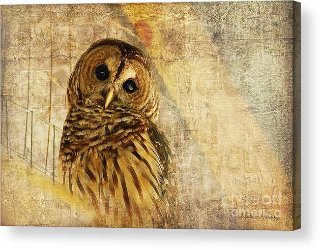 Owl Acrylic Print featuring the photograph Barred Owl by Lois Bryan