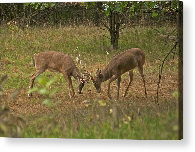 Whitetail Acrylic Print featuring the photograph Battling Whitetails 0102 by Michael Peychich