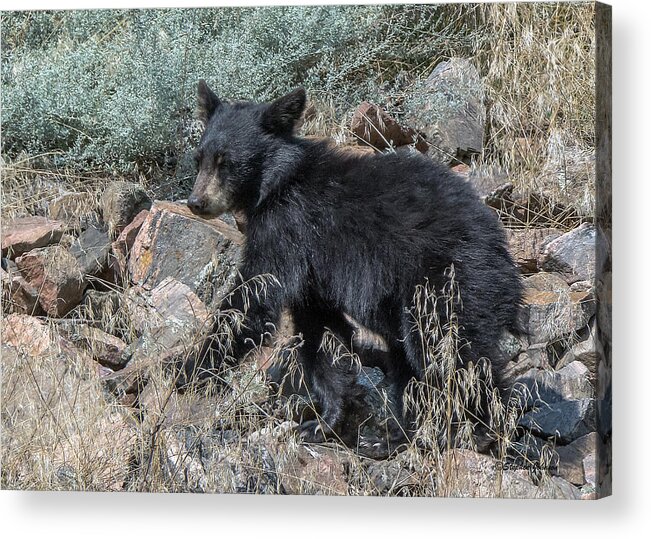 Black Bear Acrylic Print featuring the photograph Bear Cub Walking by Stephen Johnson