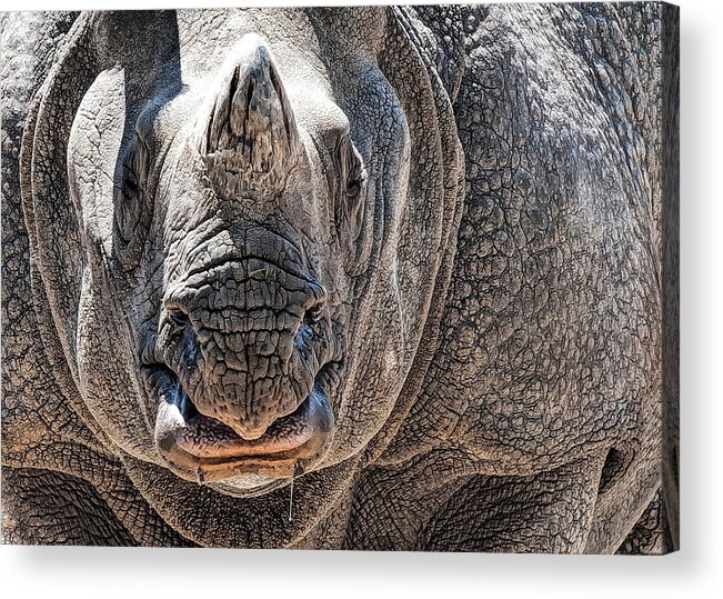 Rino Acrylic Print featuring the photograph Beautiful Beast by Pete Rems