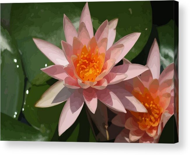 Beautiful Acrylic Print featuring the photograph Beautiful Peach Waterlily Vector by Taiche Acrylic Art