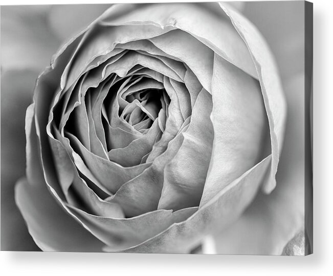 Rose Acrylic Print featuring the photograph Beautiful rose closeup in black and white by Vishwanath Bhat