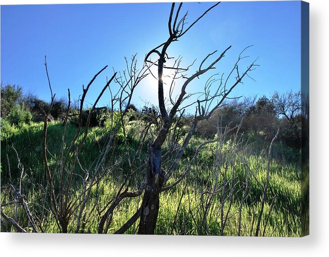 Tree Acrylic Print featuring the photograph Beautiful Sunlight Through the Fields by Matt Quest