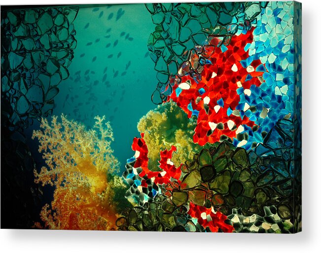 Fish Acrylic Print featuring the photograph Beauty Below by Lori Mellen-Pagliaro