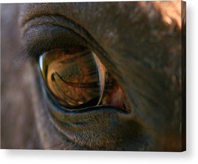 Shadow Acrylic Print featuring the photograph Beauty Is In the Eye of the Beholder by Angela Rath