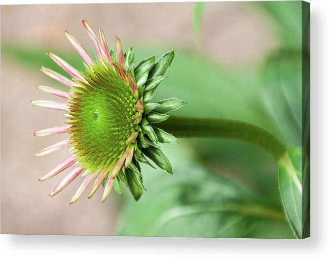Echinacea Acrylic Print featuring the photograph Becoming Echinacea - by Julie Weber