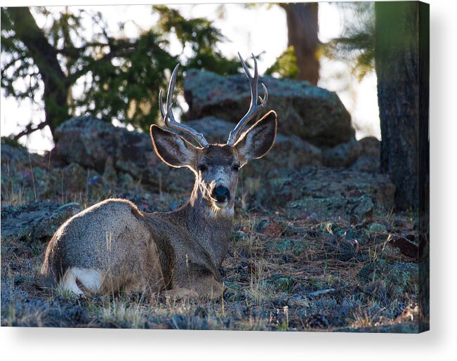 Mule Deer Acrylic Print featuring the photograph Bed Down For The Evening by Mindy Musick King