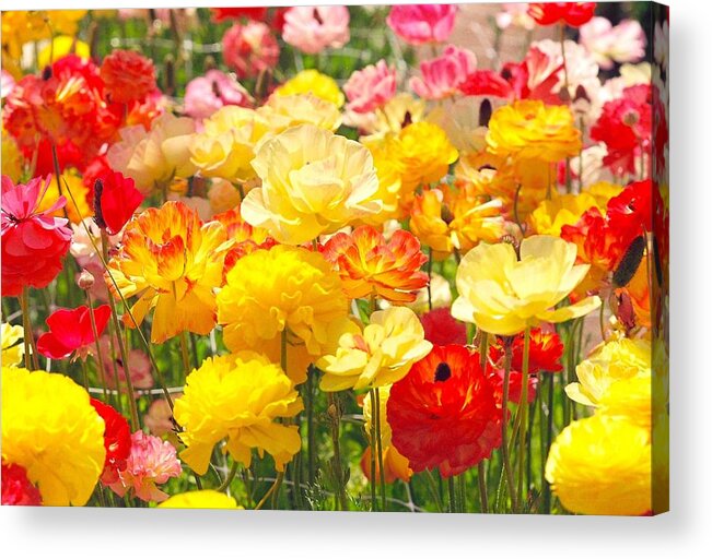 Flowers Acrylic Print featuring the photograph Bed of Flowers by Sandra Lee Scott