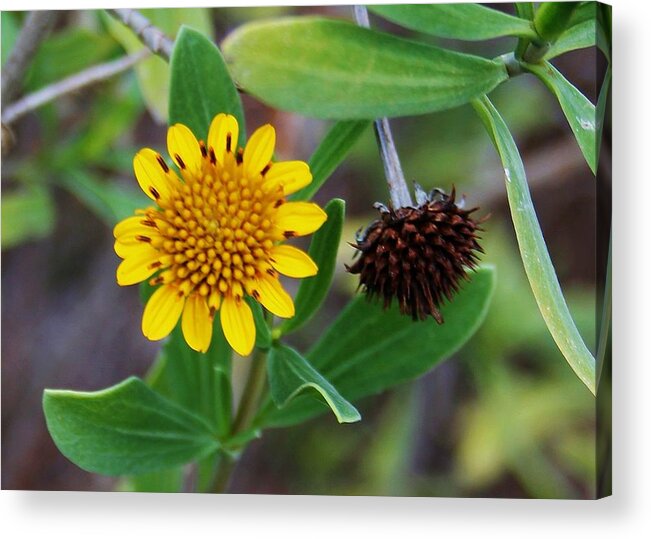 Photo For Sale Acrylic Print featuring the photograph Before and After by Robert Wilder Jr