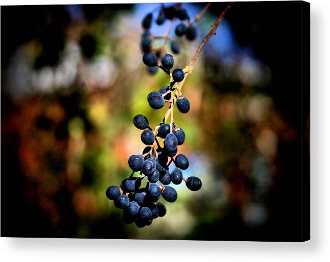 Nature Framed Prints Acrylic Print featuring the photograph Berry Cold Out by Karen Scovill