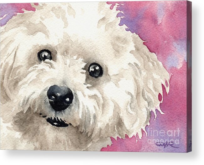 Bichon Acrylic Print featuring the painting Bichon Frise by David Rogers