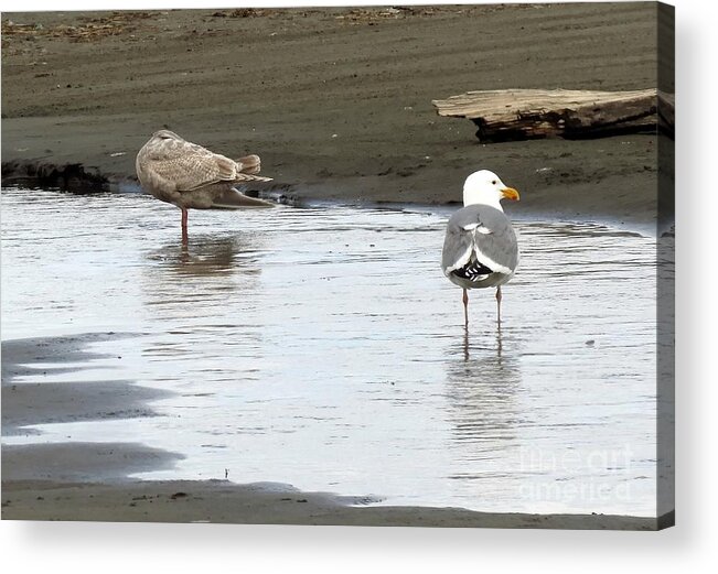 Seagulls Acrylic Print featuring the photograph Bird Legs by Chris Anderson