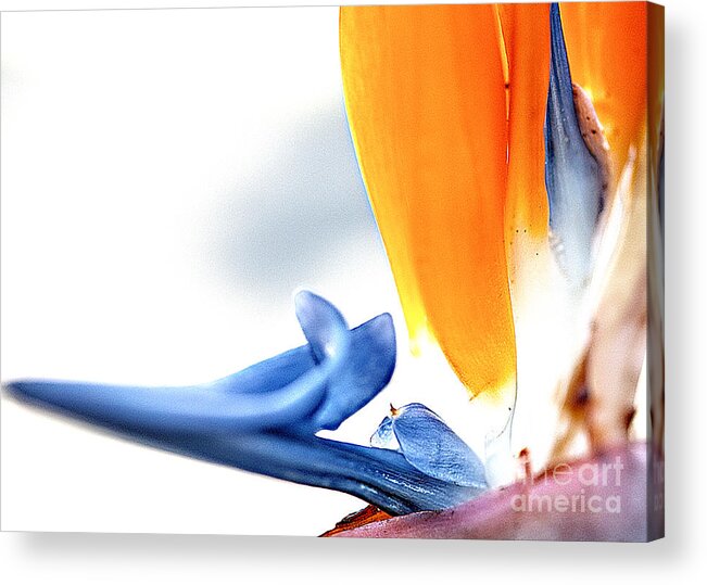 Flower Acrylic Print featuring the photograph Bird of Paradise Abstract by Sherry Hallemeier