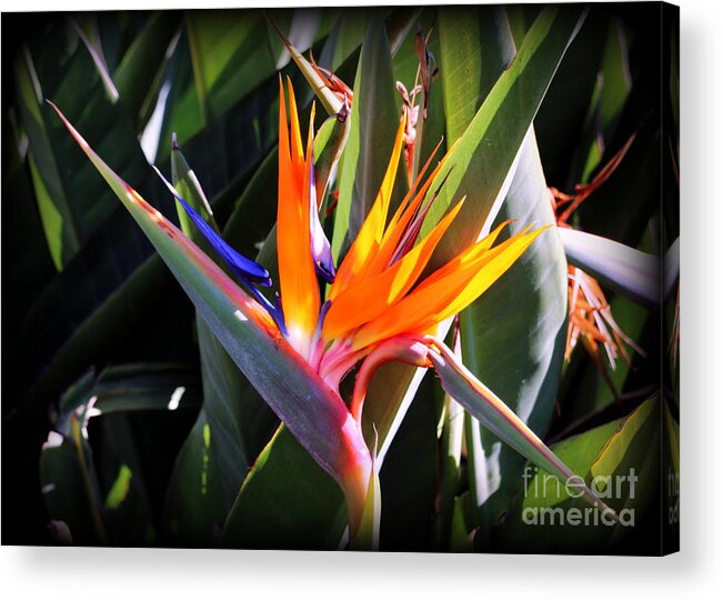 Flower Acrylic Print featuring the photograph Bird of Paradise by Diann Fisher
