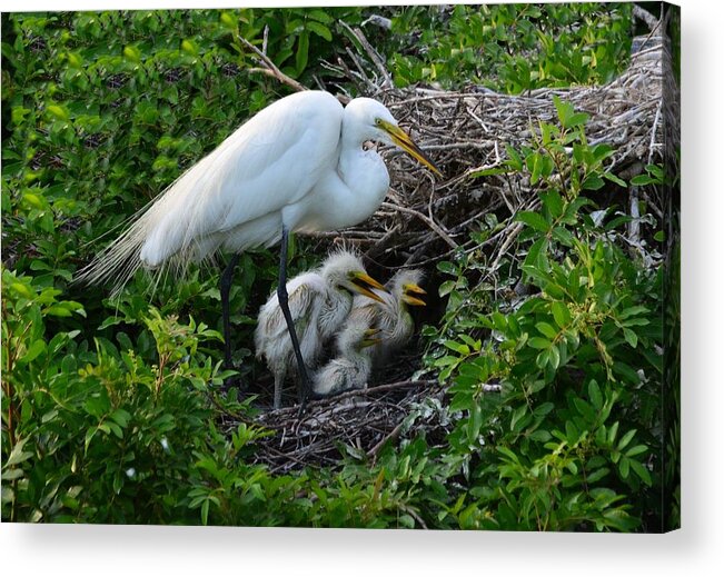 Egret Chicks Acrylic Print featuring the photograph Birds of a Feather Nest Together by Patricia Twardzik