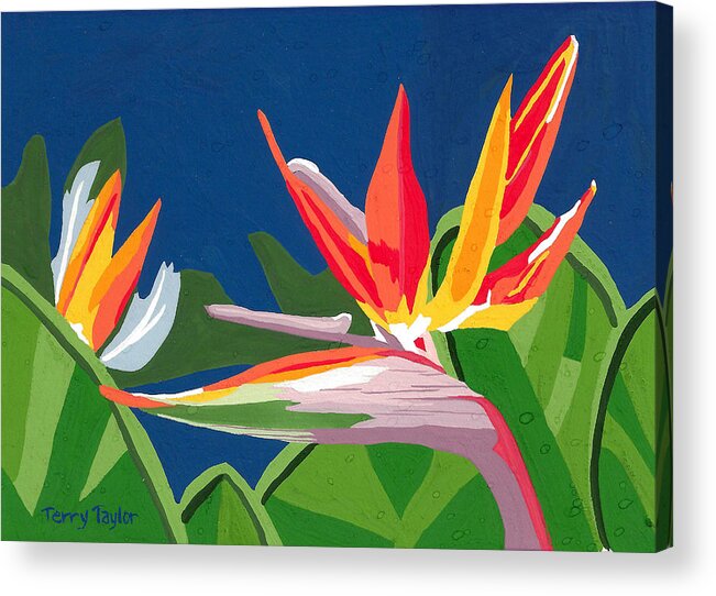 Bird Of Paradise Acrylic Print featuring the painting Birds of Paradise by Terry Taylor
