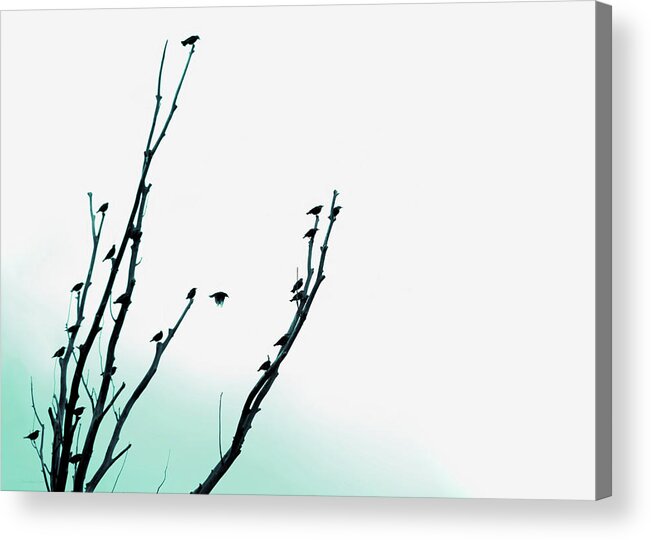 Bird Acrylic Print featuring the photograph Birds Silhouette in Tree Teal by Jennie Marie Schell