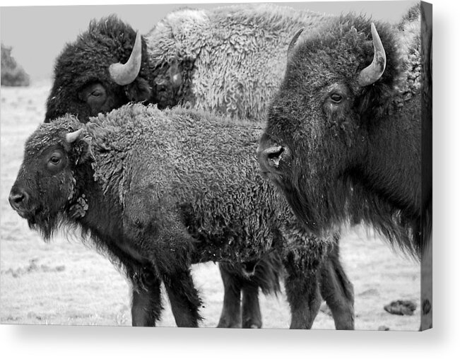 Buffalo Acrylic Print featuring the photograph Bison - Way Out West by Melany Sarafis