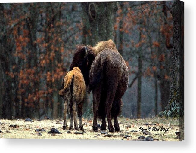 Bison Acrylic Print featuring the photograph Bison in Winter by Jolynn Reed