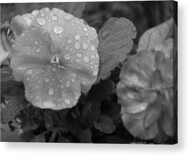 Flower Acrylic Print featuring the photograph Black and White Dewy Pansy 1 by Amy Fose