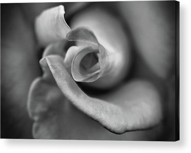 Black And White Acrylic Print featuring the photograph Black and white Rose 3 by Lilia S
