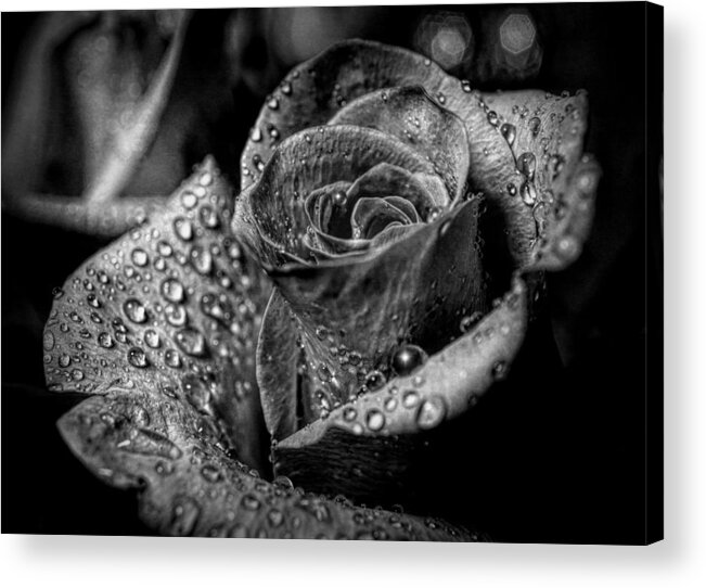 Rose Acrylic Print featuring the photograph Black and White Rose by Lilia S