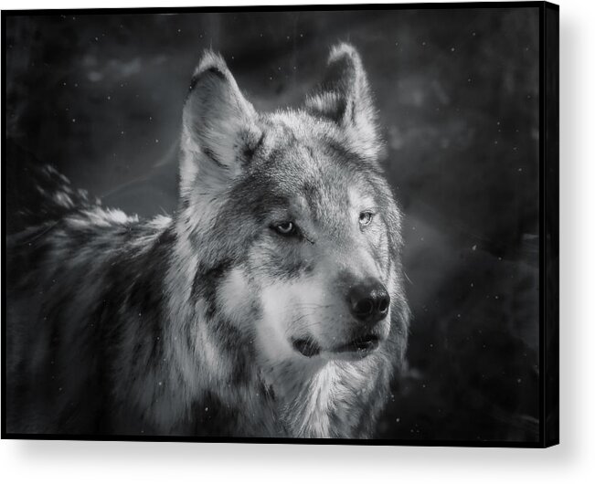 Wolf Acrylic Print featuring the photograph Black N White Wolf by Elaine Malott