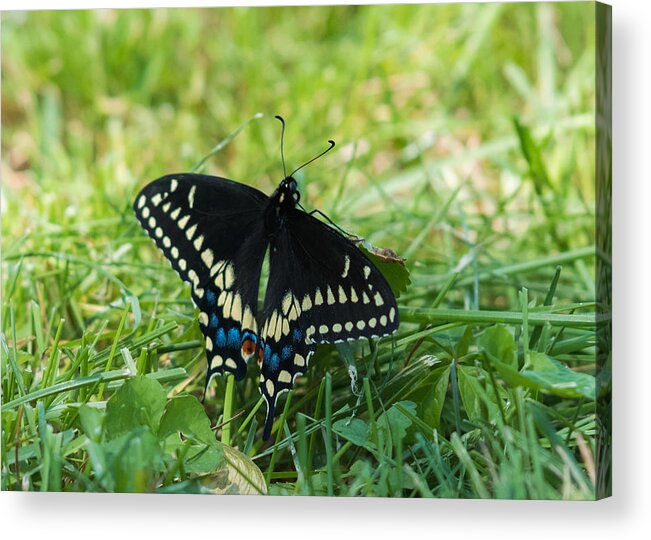 Black Swallowtail Butterfly Acrylic Print featuring the photograph Black Swallowtail Butterfly by Holden The Moment