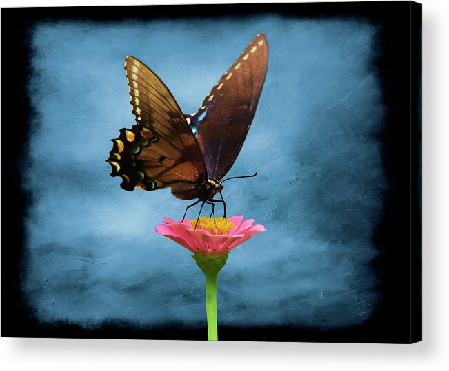 Black Swallowtail Butterfly Acrylic Print featuring the photograph Black Swallowtail Butterfly by Steven Michael