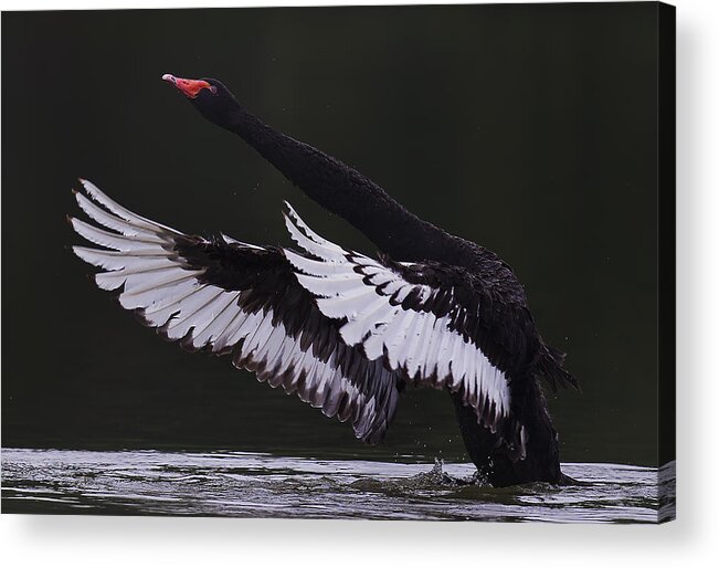 Swan Acrylic Print featuring the photograph Black Swan by C.s.tjandra