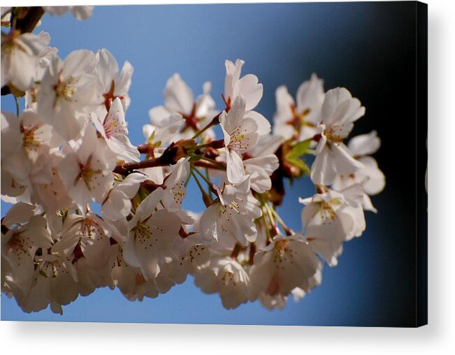 Cherry Blossom Trees Acrylic Print featuring the photograph Blooming In Light by Angie Tirado