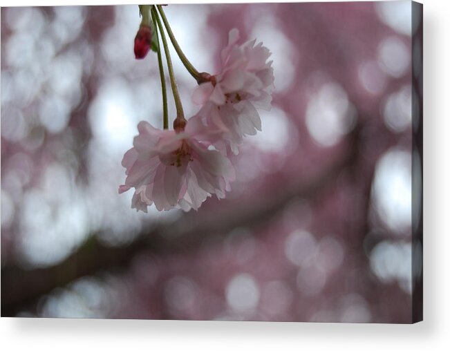 Nature Acrylic Print featuring the photograph Blossom in Pink by Peter McIntosh