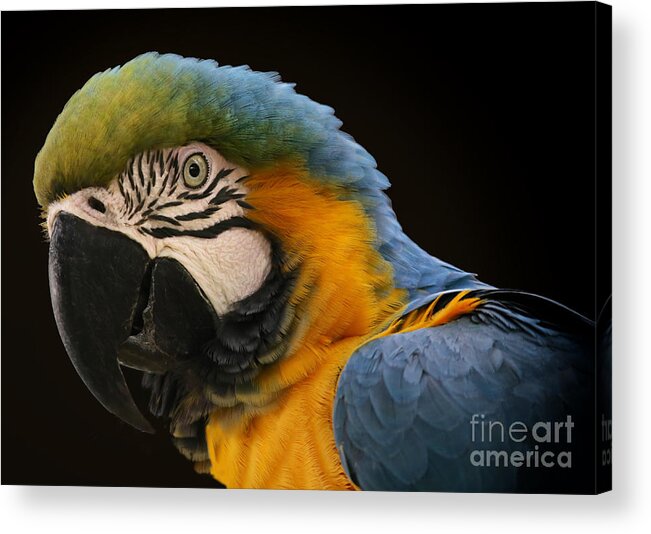 Blue And Gold Macaw Acrylic Print featuring the photograph Blue And Gold Macaw by Mary Lou Chmura