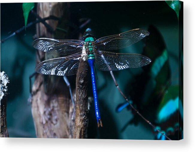 Blue Acrylic Print featuring the photograph Blue and Green Dragonfly by Douglas Barnett