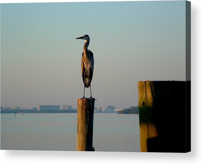 Blue Heron Acrylic Print featuring the photograph Blue Heron at Dawn by Julie Pappas