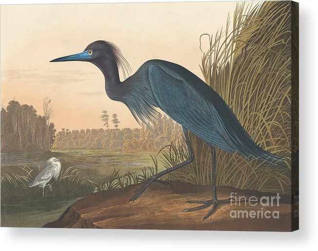 Audubon Acrylic Print featuring the painting Blue Crane or Heron by John James Audubon